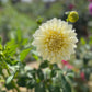 Dahlia 'Kotare Buttermilk'