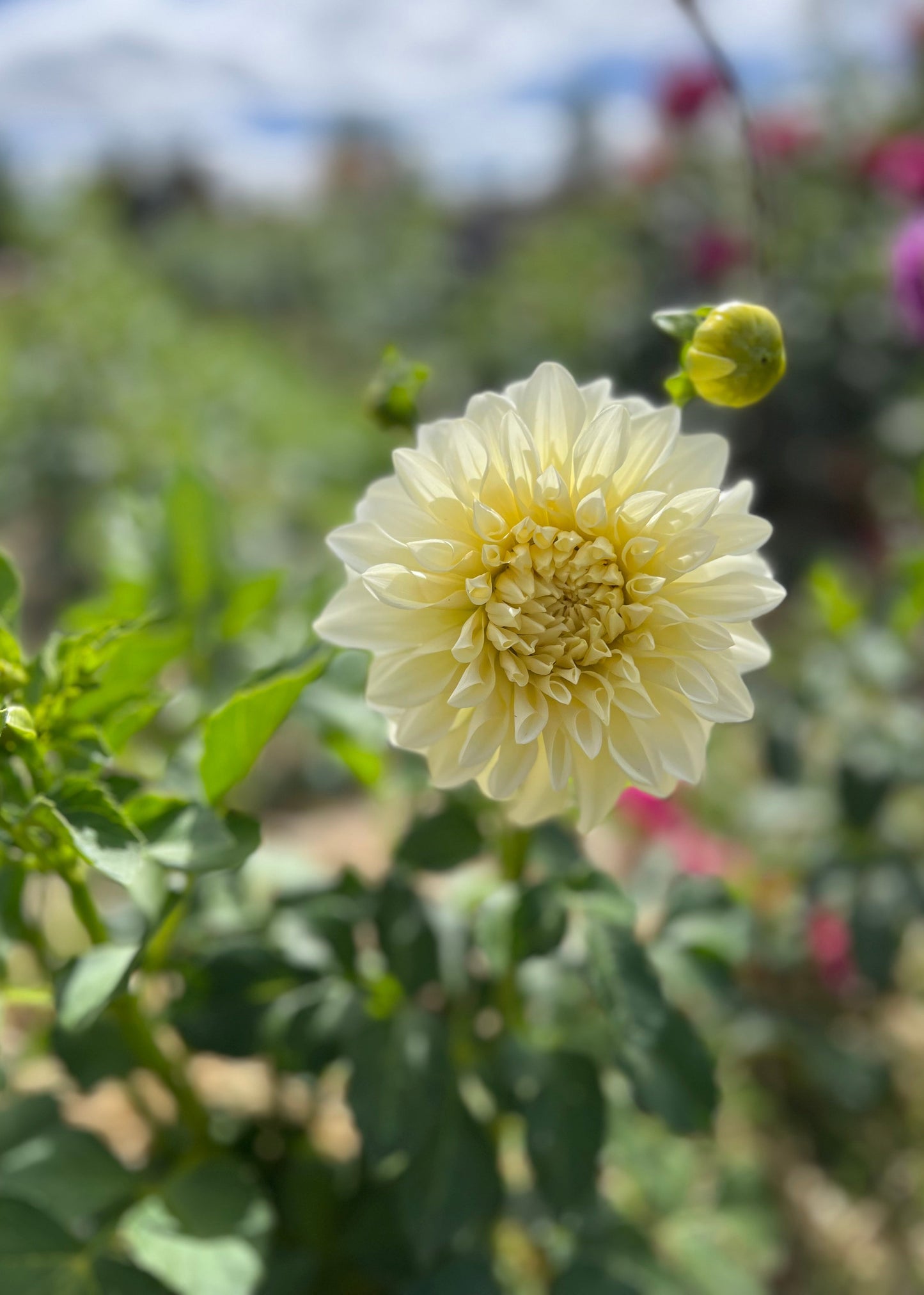 Dahlia 'Kotare Buttermilk'