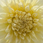 Dahlia 'Kotare Buttermilk'