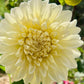 Farmgate Bunches ~ Large Decorative Dahlias