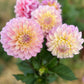Dahlia 'Floralie Piroutte'