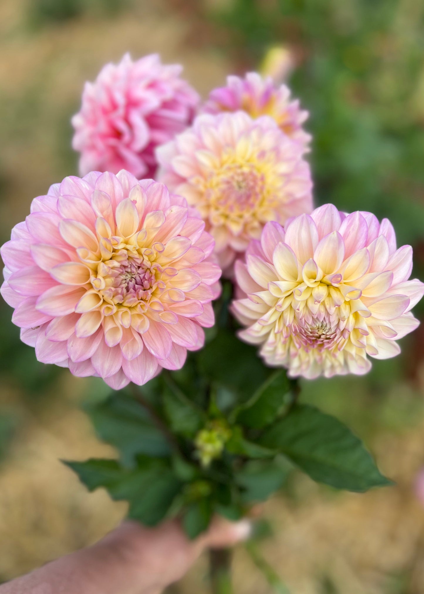 Dahlia 'Floralie Piroutte'