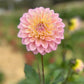 Dahlia 'Floralie Piroutte'
