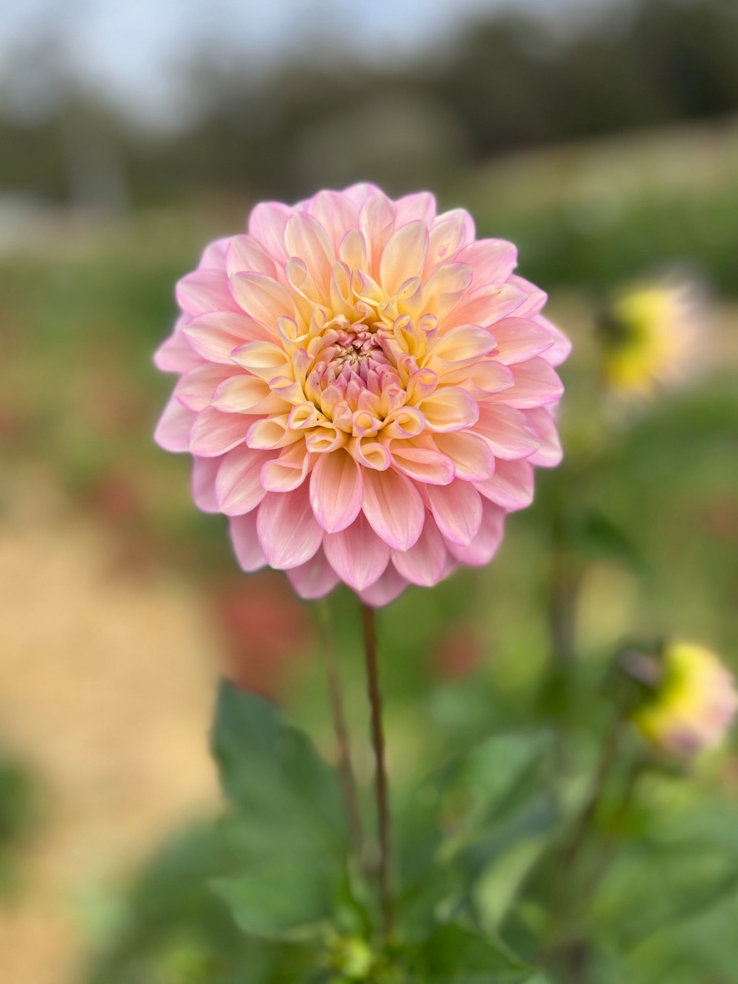 Dahlia 'Floralie Piroutte'