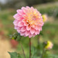 Dahlia 'Floralie Piroutte'