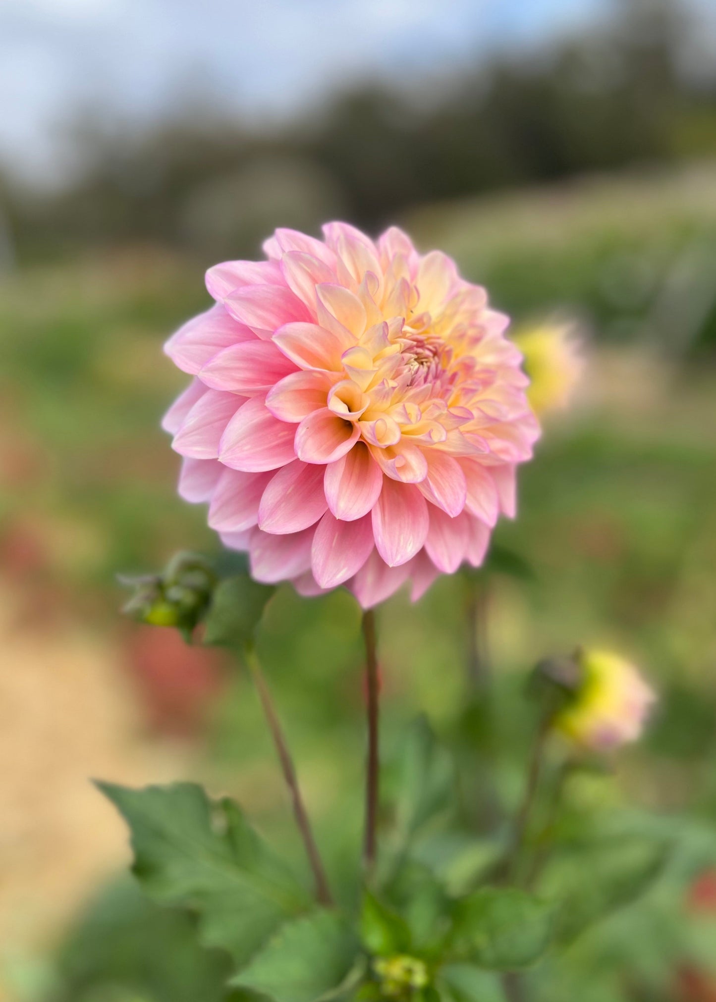 Dahlia 'Floralie Piroutte'