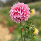 Dahlia 'Floralie Piroutte'