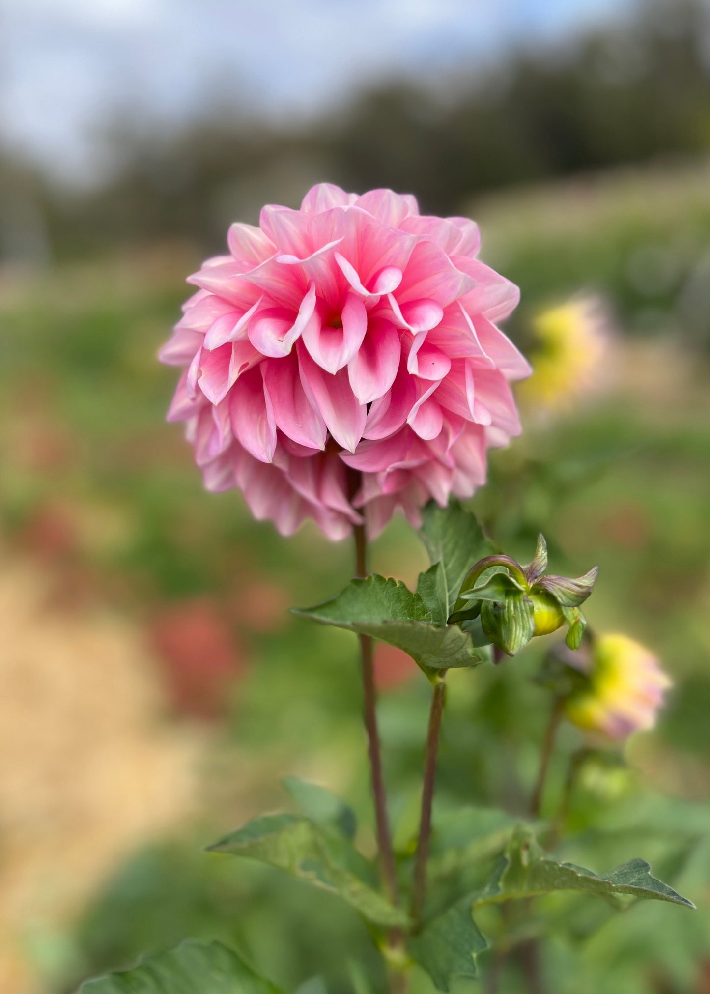 Dahlia 'Floralie Piroutte'