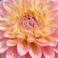 Dahlia 'Floralie Piroutte'