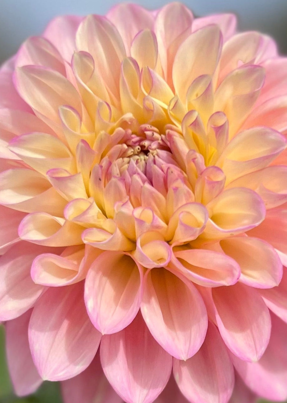 Dahlia 'Floralie Piroutte'