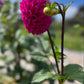 Dahlia 'Glenmarc Challenger'