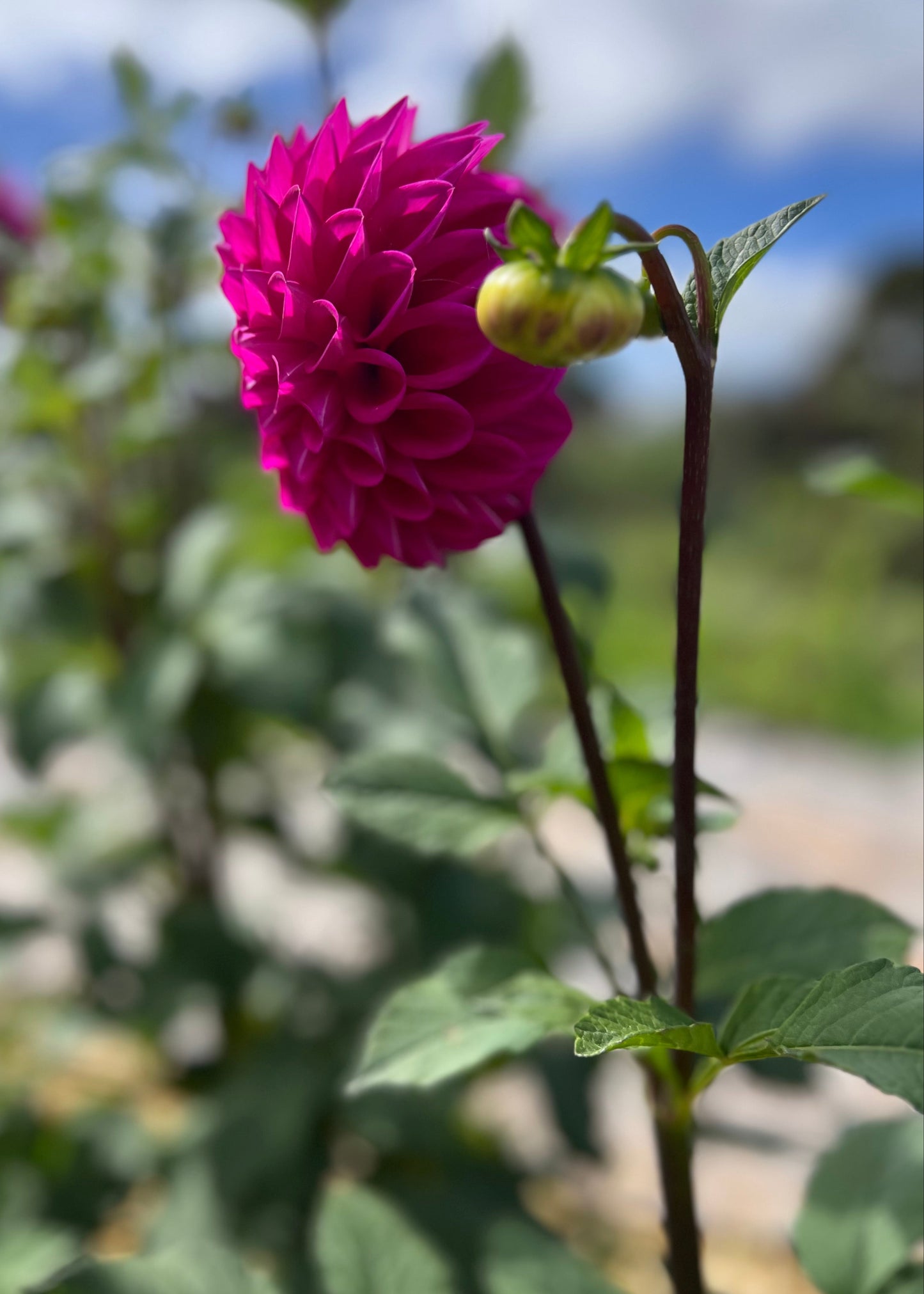 Dahlia 'Glenmarc Challenger'