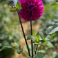 Dahlia 'Glenmarc Challenger'