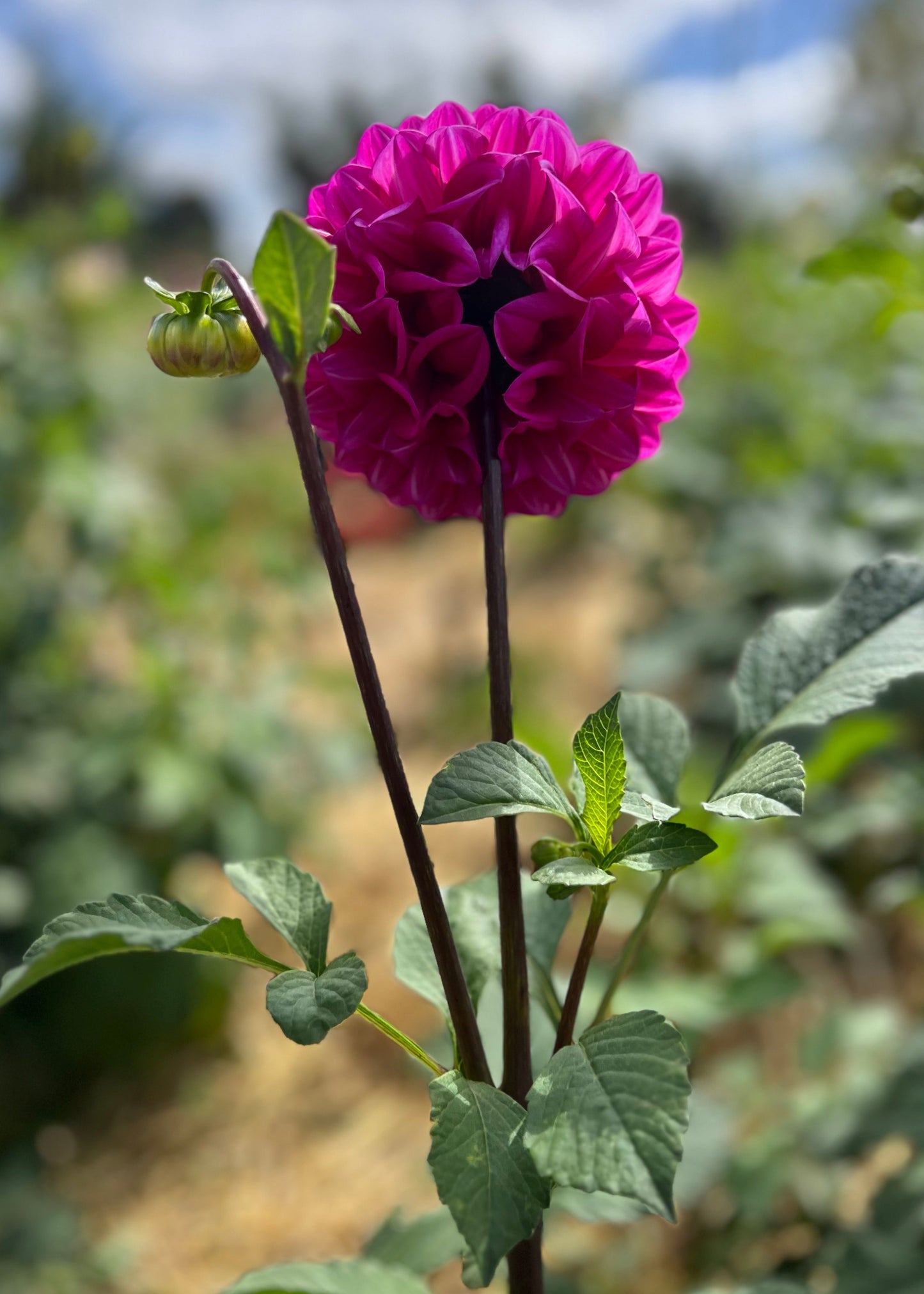 Dahlia 'Glenmarc Challenger'