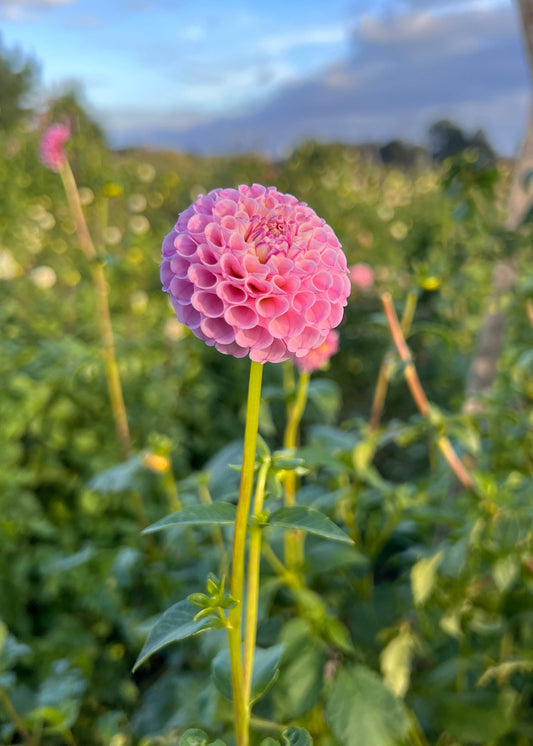 Dahlia 'Pam'