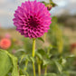 Dahlia 'Devon Desire'