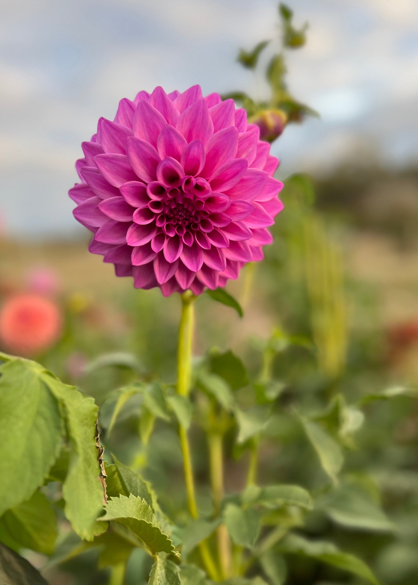 Dahlia 'Devon Desire'