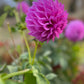 Dahlia 'Devon Desire'