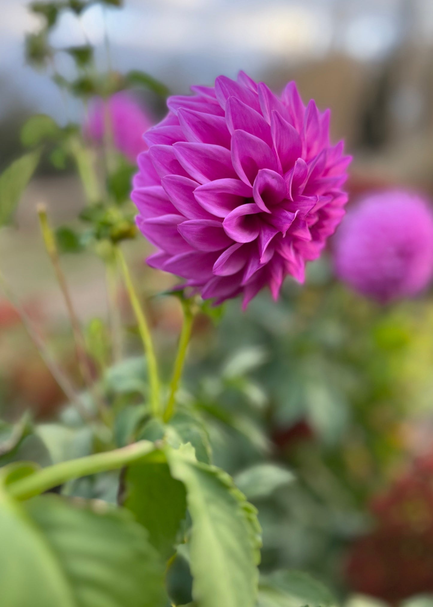 Dahlia 'Devon Desire'