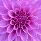 Dahlia 'Devon Desire'