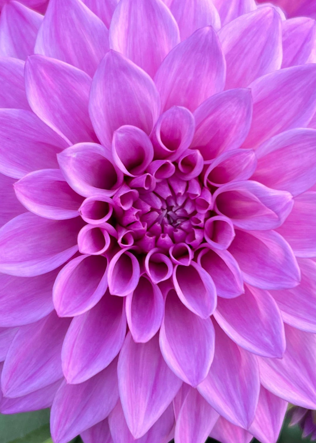 Dahlia 'Devon Desire'