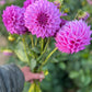 Dahlia 'Devon Desire'