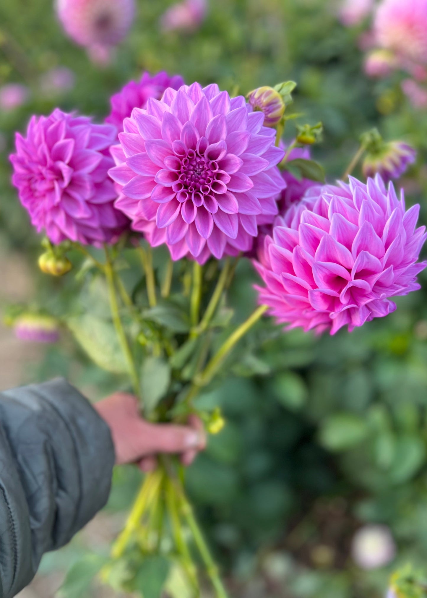 Dahlia 'Devon Desire'