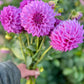Farmgate Bunches ~ Small Decorative Dahlias
