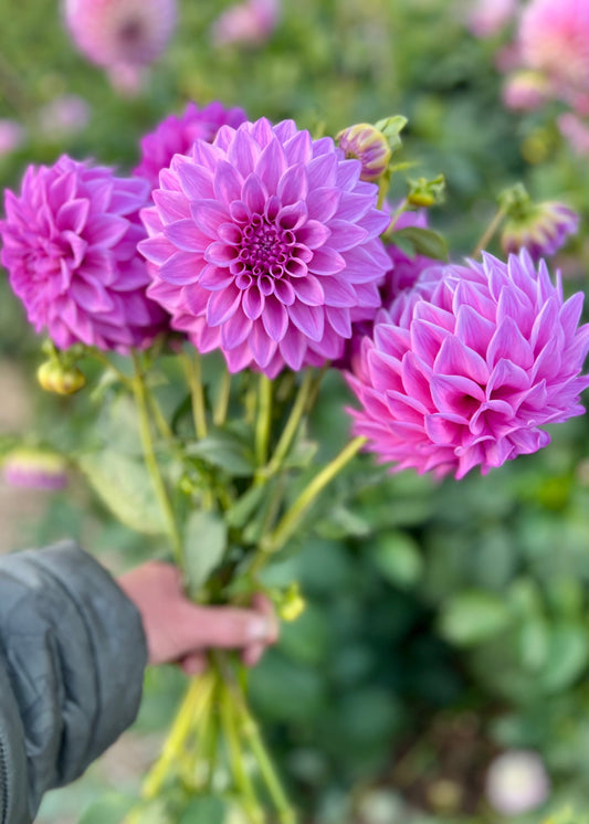 Farmgate Bunches ~ Small Decorative Dahlias