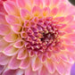 Dahlia 'Coorabell Mystery'