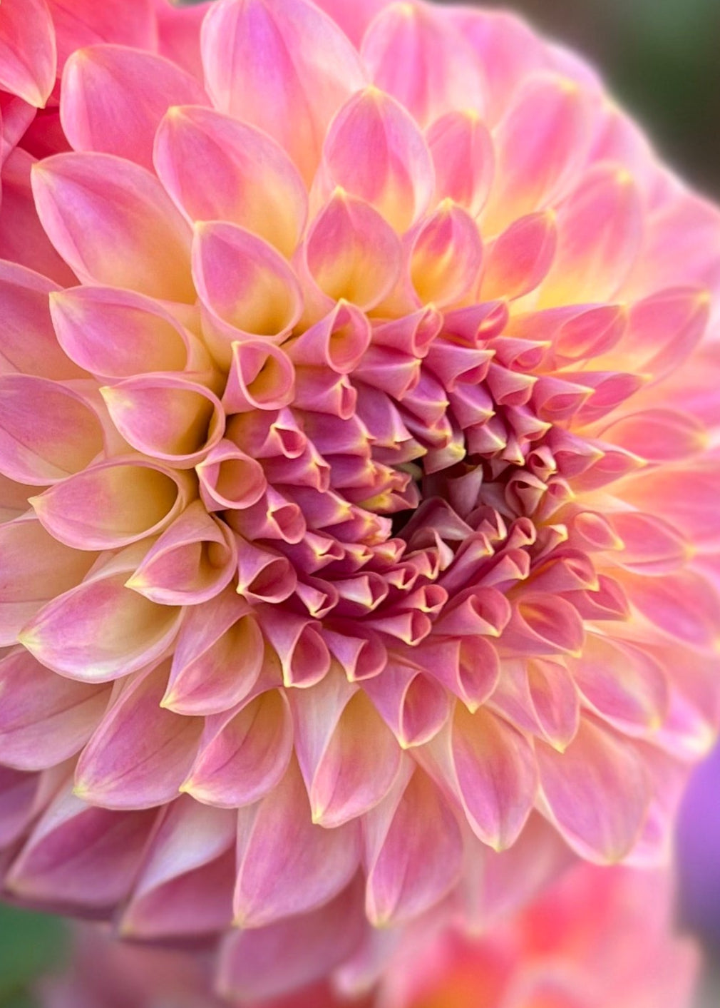Dahlia 'Coorabell Mystery'