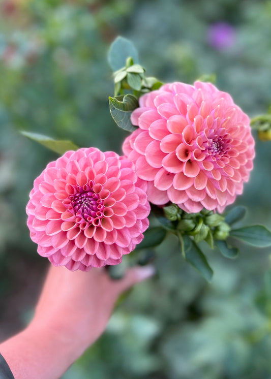 Farmgate Bunches ~ Ball Dahlias