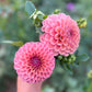Dahlia 'Devon Apollo'