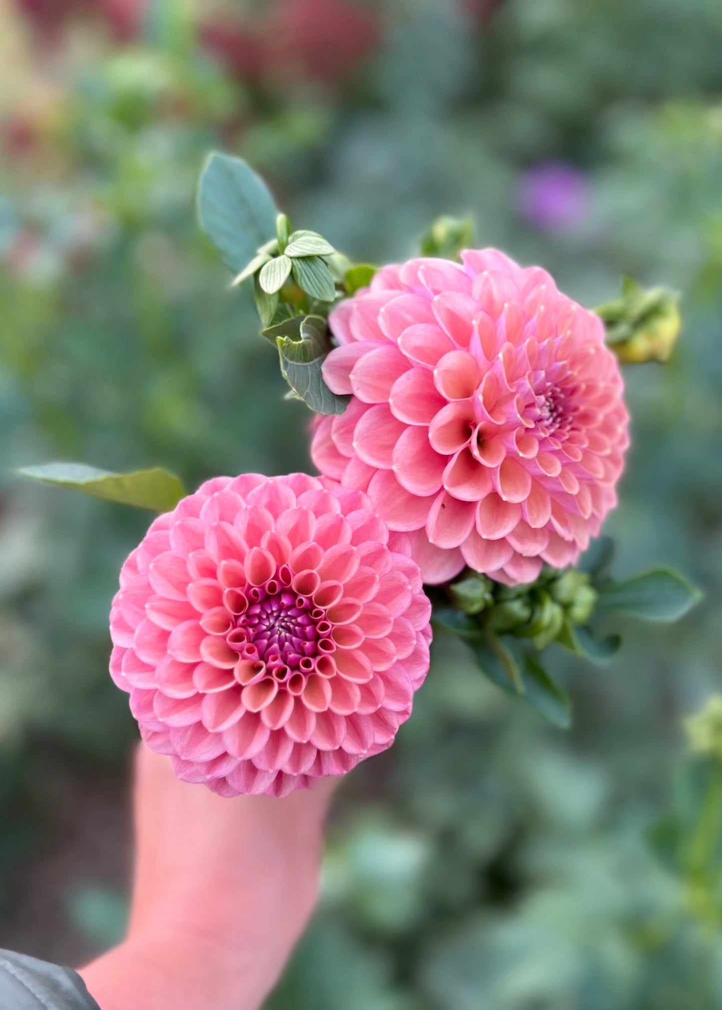 Dahlia 'Devon Apollo'