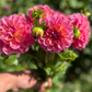 Dahlia 'Smokey Downs'