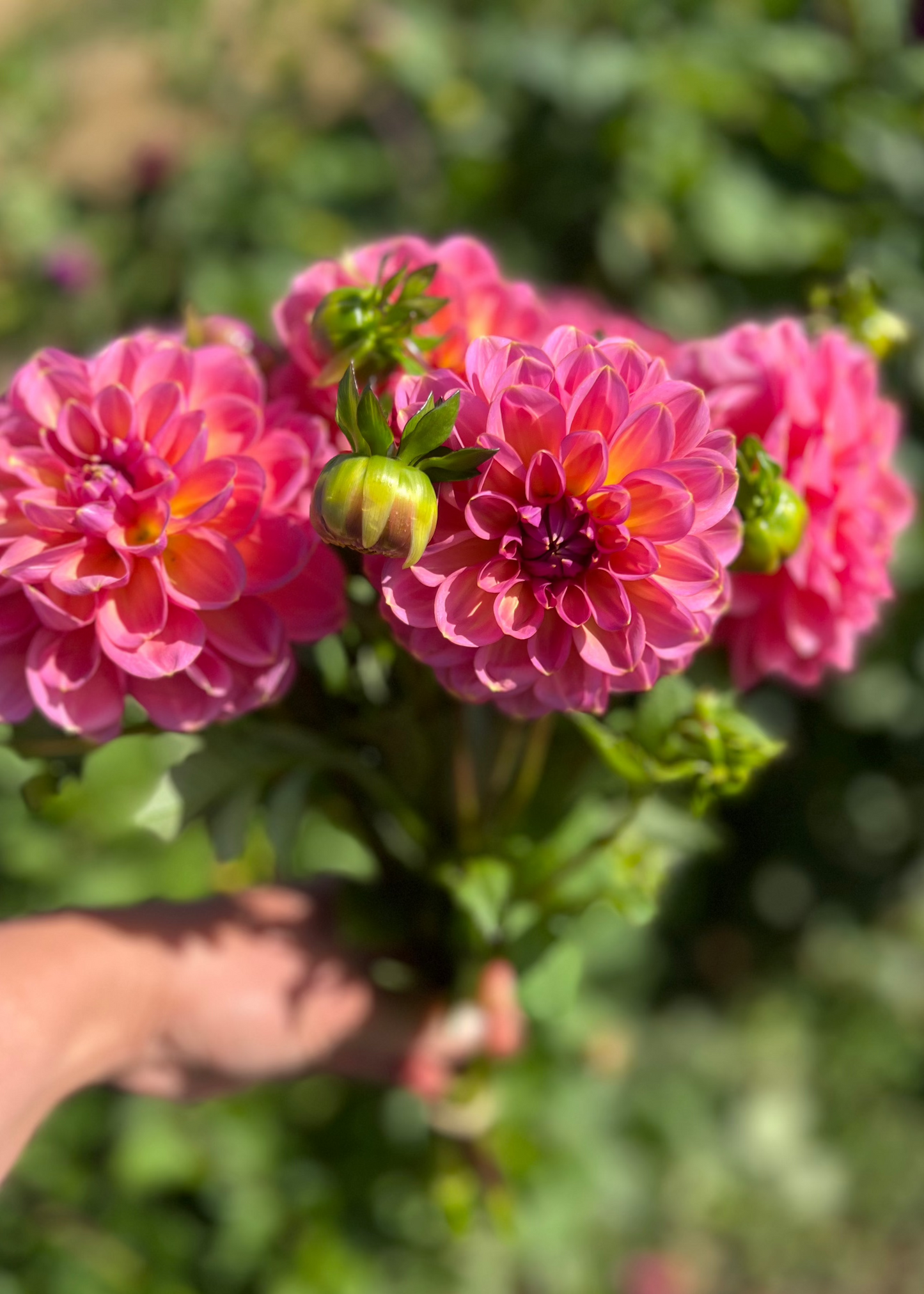 Dahlia 'Smokey Downs'