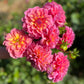 Farmgate Bunches ~ Miniature Decorative Dahlias