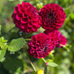 A bunch of Burgundy Ball Dahlia Tubers.
