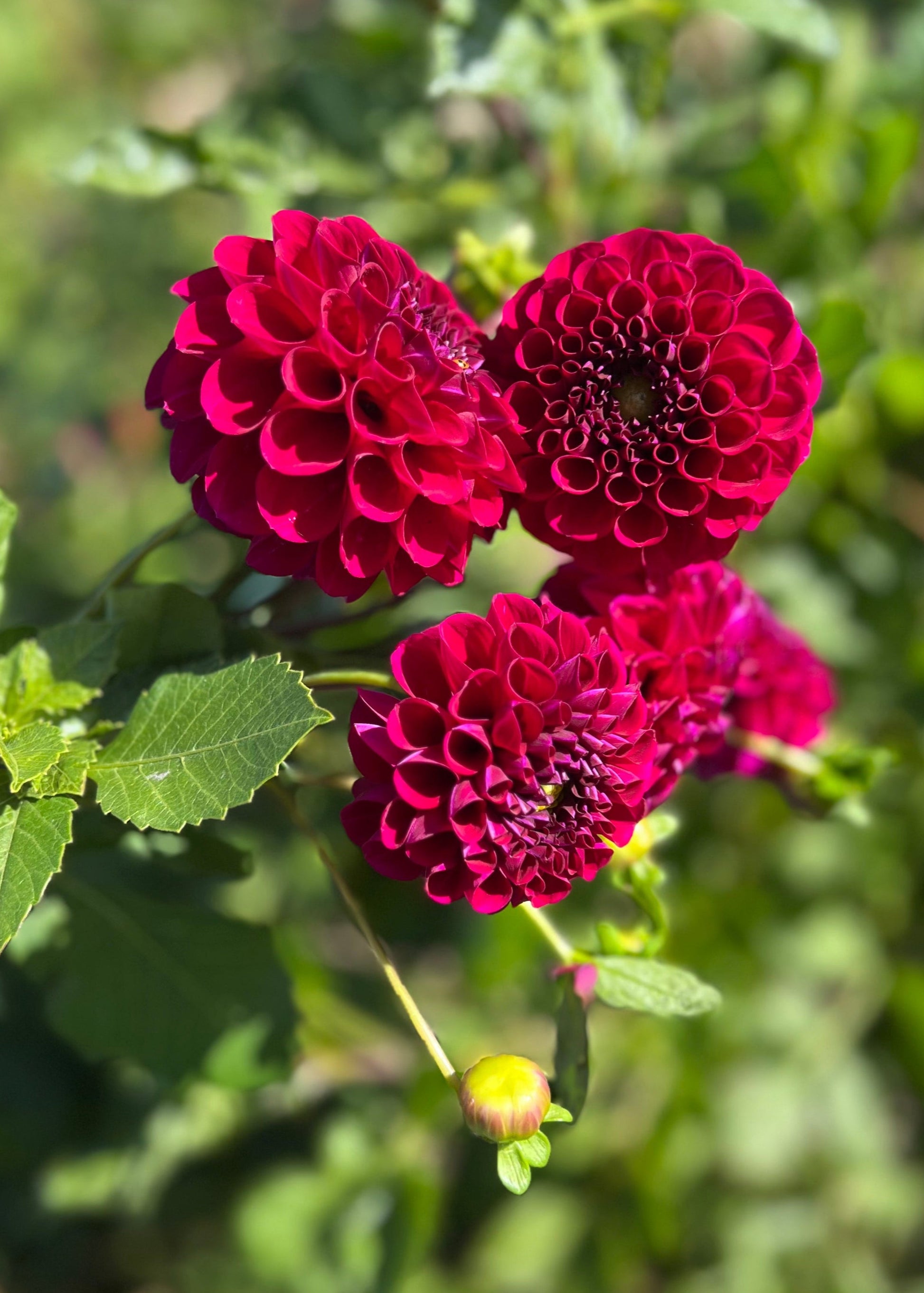 A bunch of Burgundy Ball Dahlia Tubers.