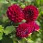 Farmgate Bunches ~ Ball Dahlias