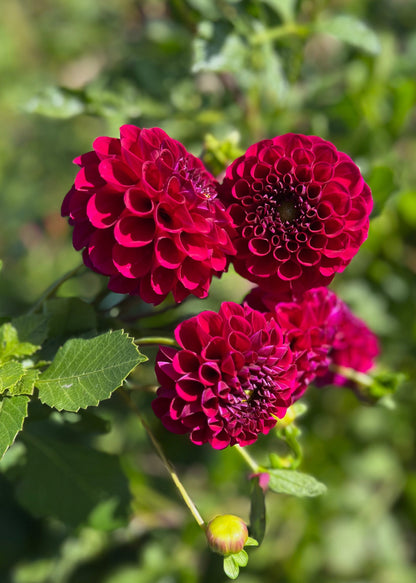Farmgate Bunches ~ Ball Dahlias