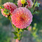 Dahlia 'Coorabell Mystery'