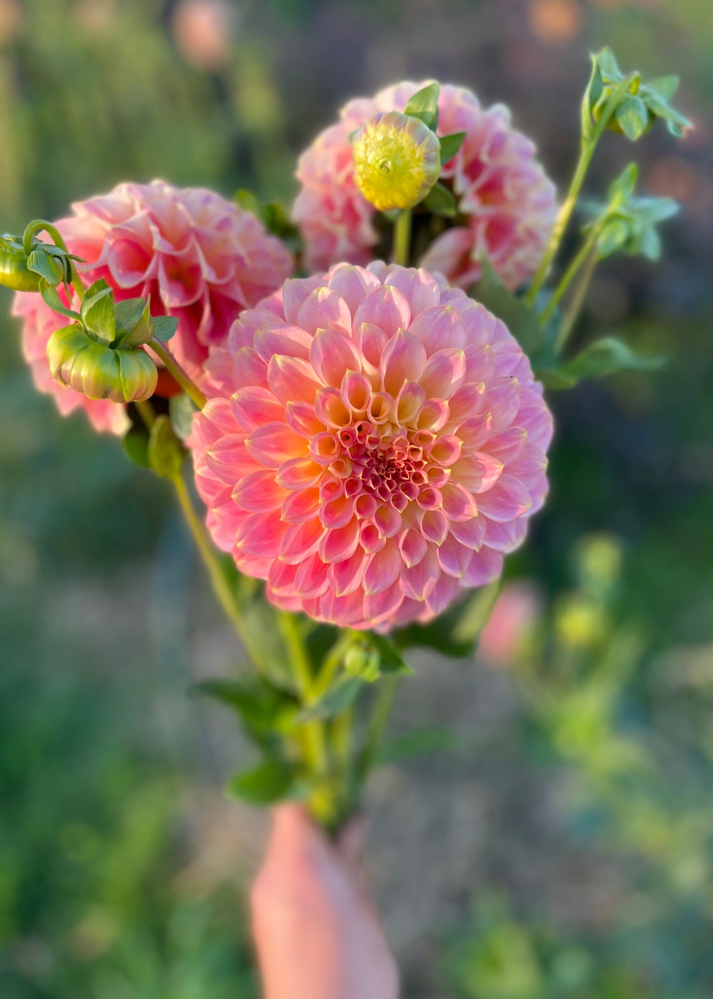 Dahlia 'Coorabell Mystery'