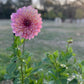 Dahlia 'Kotara'