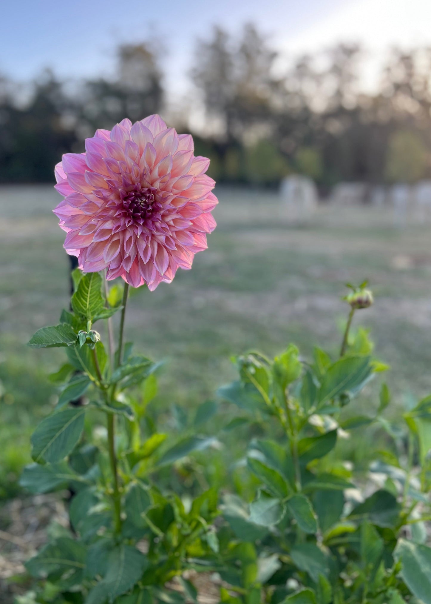 Dahlia 'Kotara'