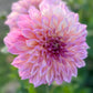 Dahlia 'Kotara'