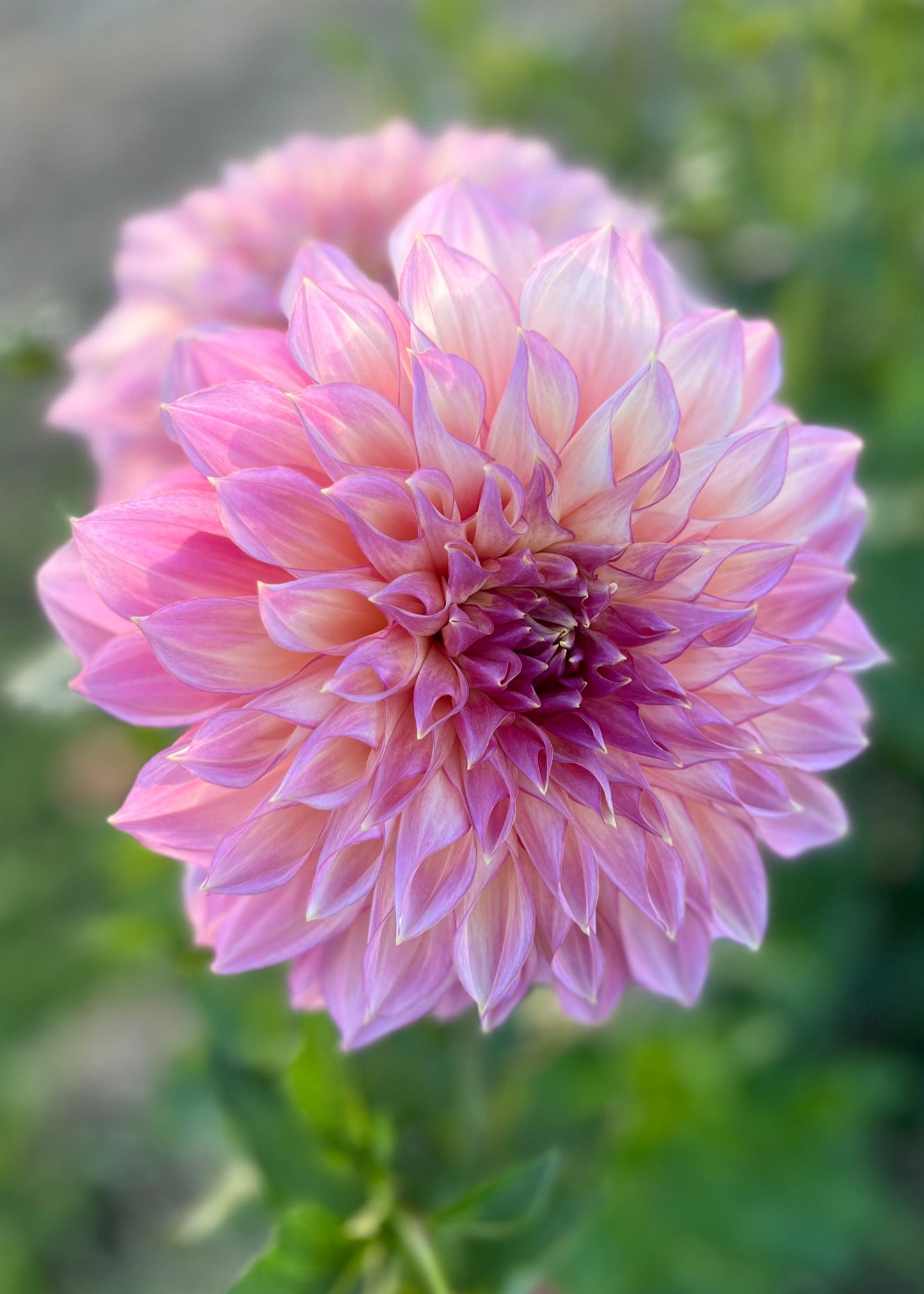 Dahlia 'Kotara'
