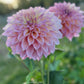 Dahlia 'Kotara'