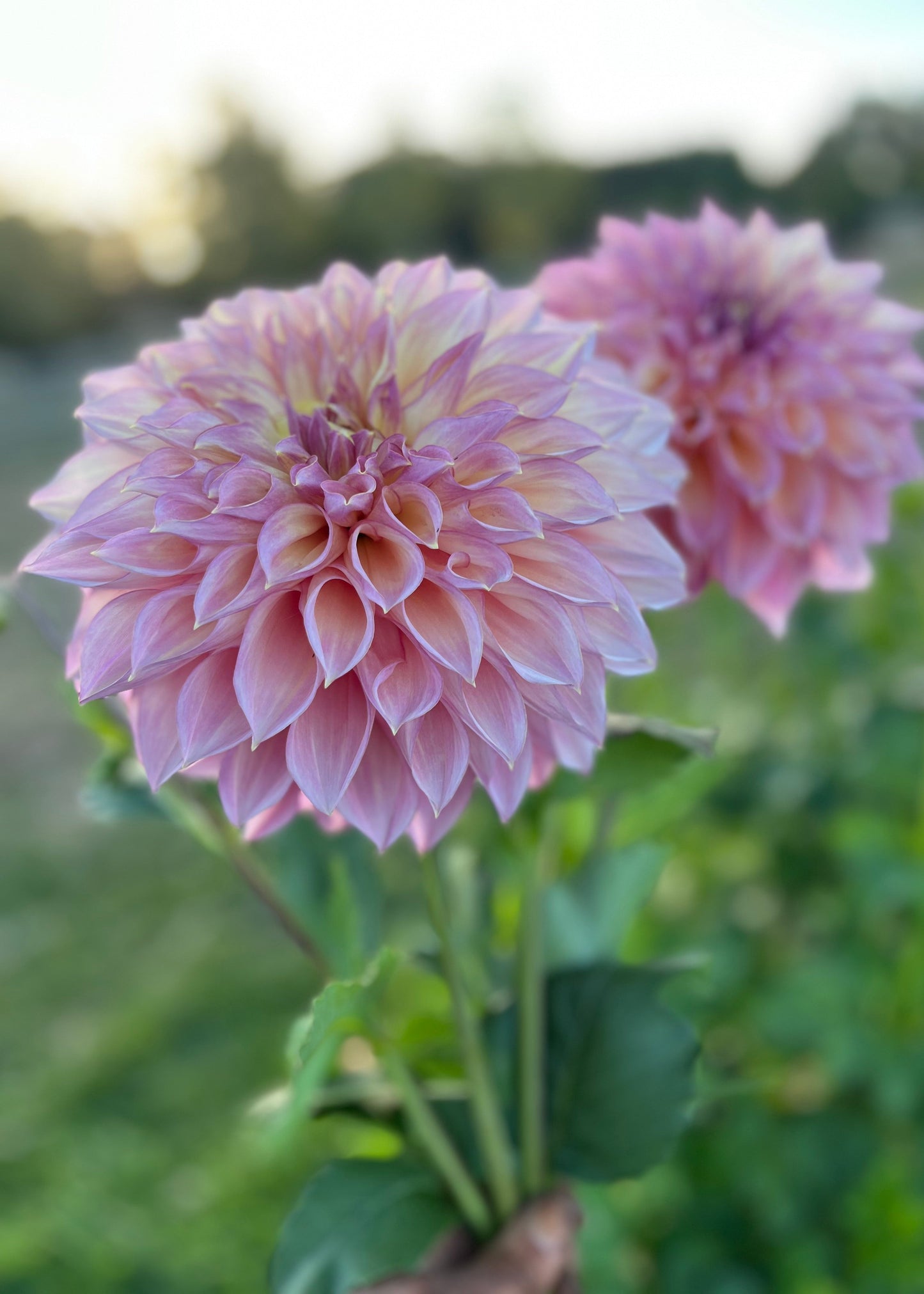 Dahlia 'Kotara'