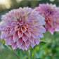 Farmgate Bunches ~ Large Decorative Dahlias